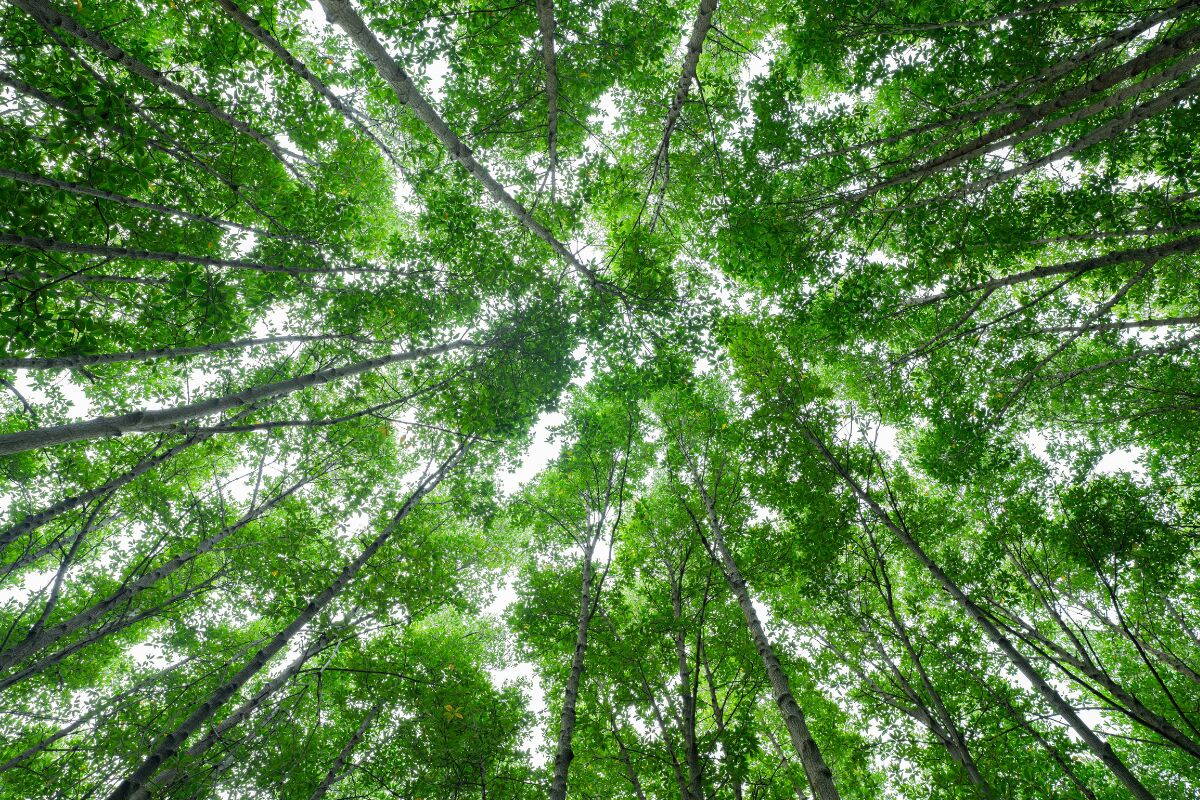 Canopée d'une forêt vue du dessus